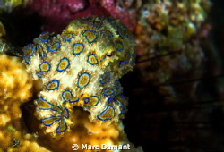 Adorable! This Blue Ring Octopus was just hanging out on ... by Marc Damant 